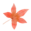 leafs