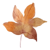 leafs