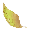 leafs