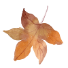 leafs