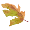 leafs